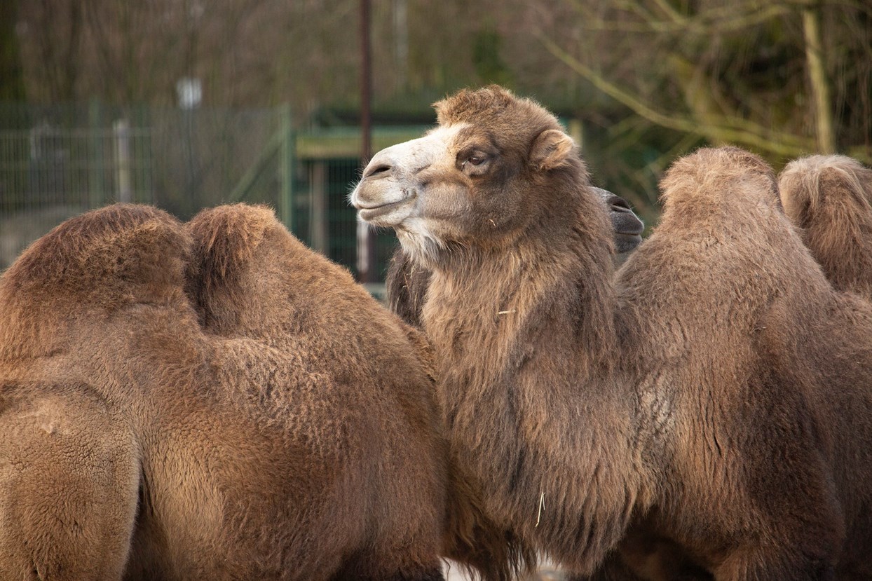camels in Korkeasaari